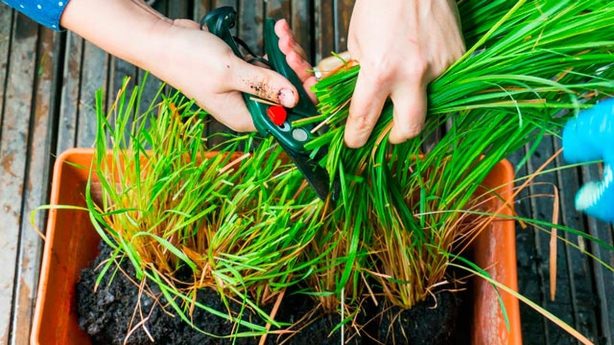 citronela planta anti insectos