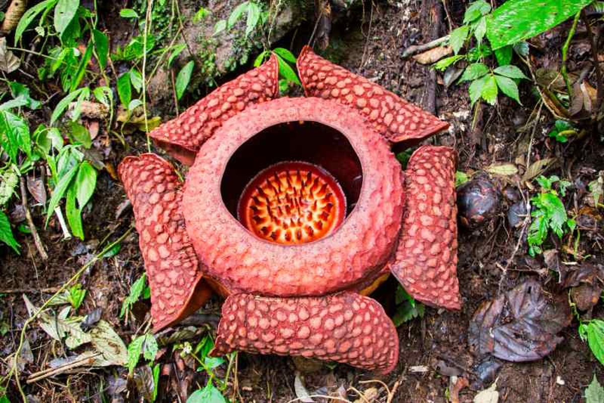 Rafflesia arnoldii.