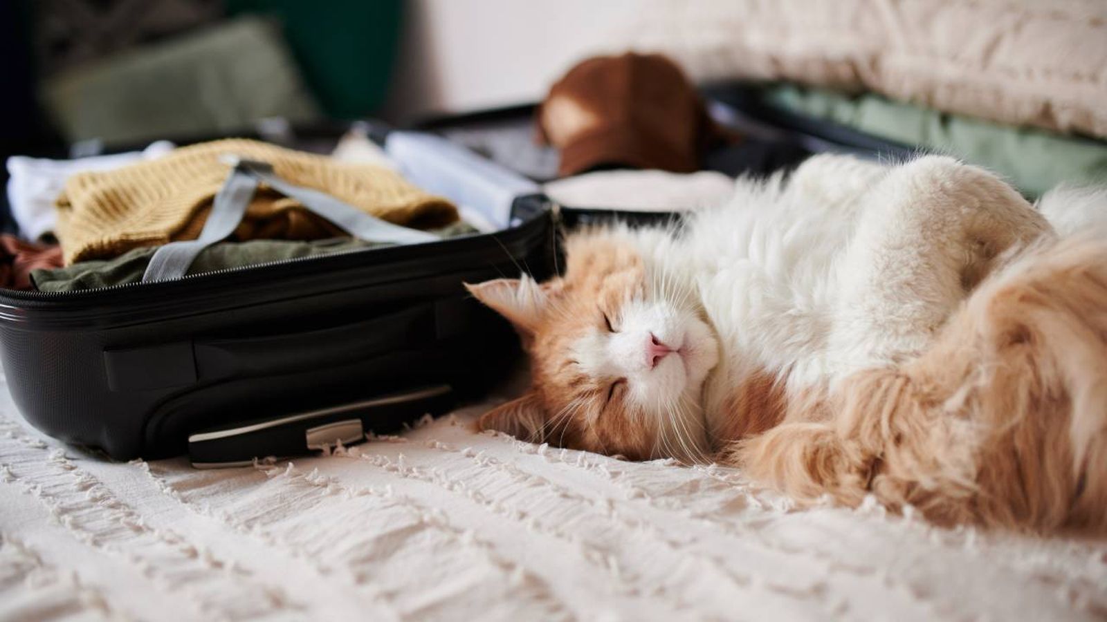 Preparar la maleta de tu gato es importante antes de viajar