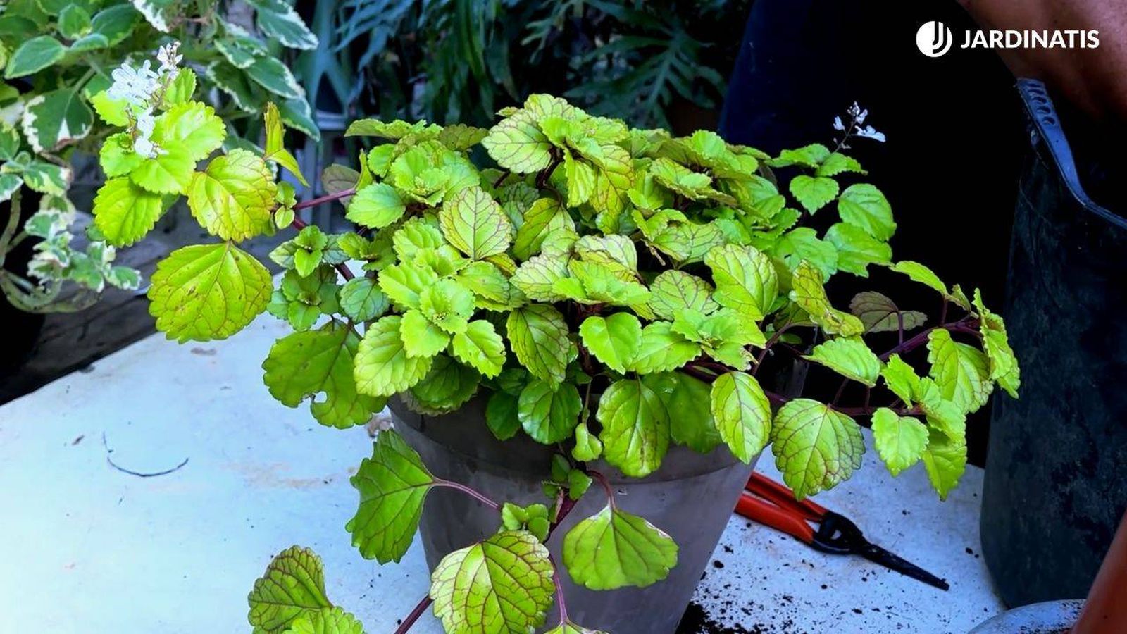 planta del dinero occidental xl