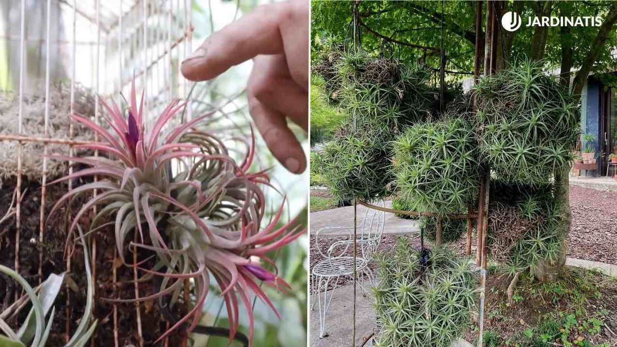 idea colgar claveles del aire 2