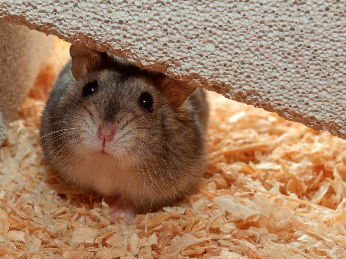 La cantidad de pan (recomendada) para un hámster es un pequeño trozo del tamaño de una lenteja.