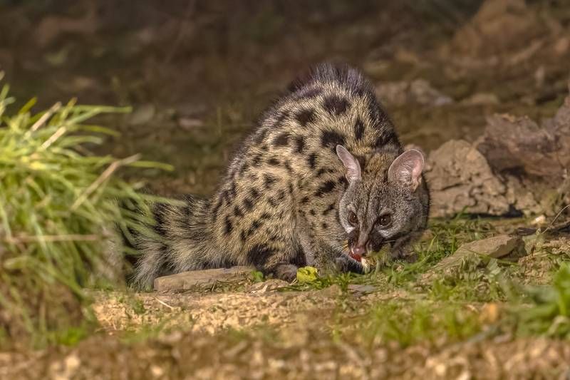 Las jinetas son animales de tamaño pequeño a mediano, con un cuerpo alargado.