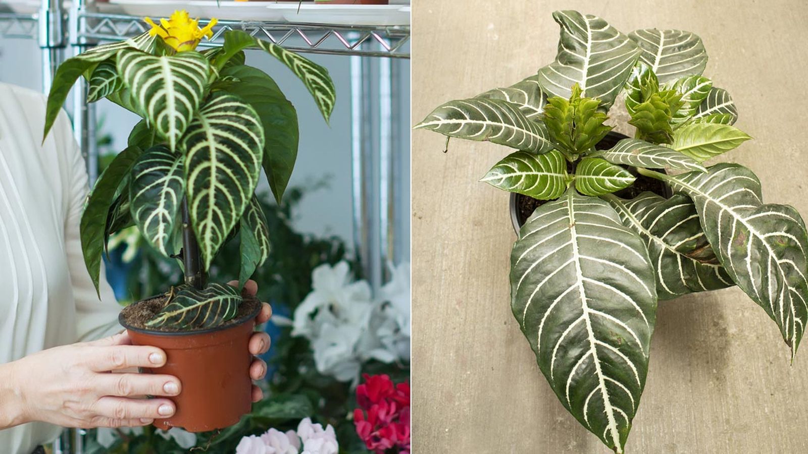 planta aphelandra squarrosa caracteristicas