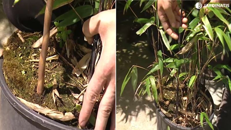 Phyllostachys Nigra