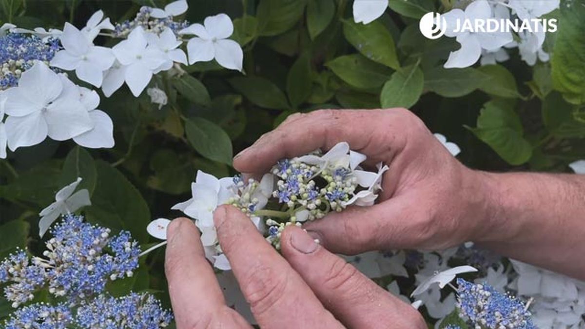 hortensia lacecap caracteristicas jardinatis
