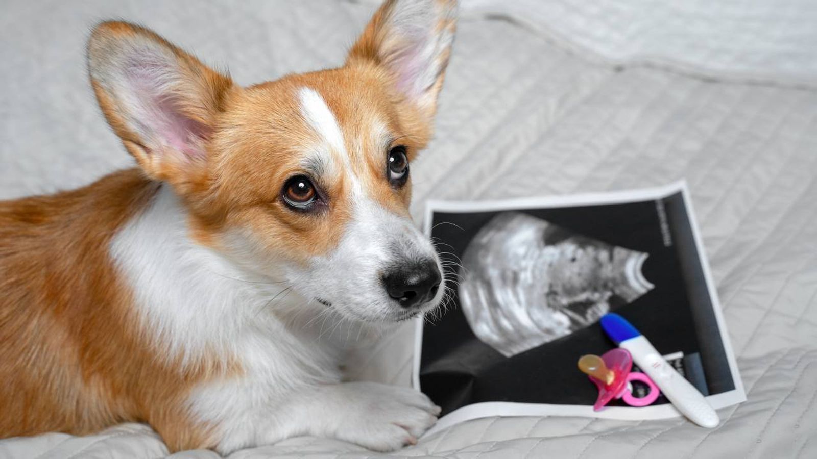 mascotas embarazo psicologico sintomas tratamiento