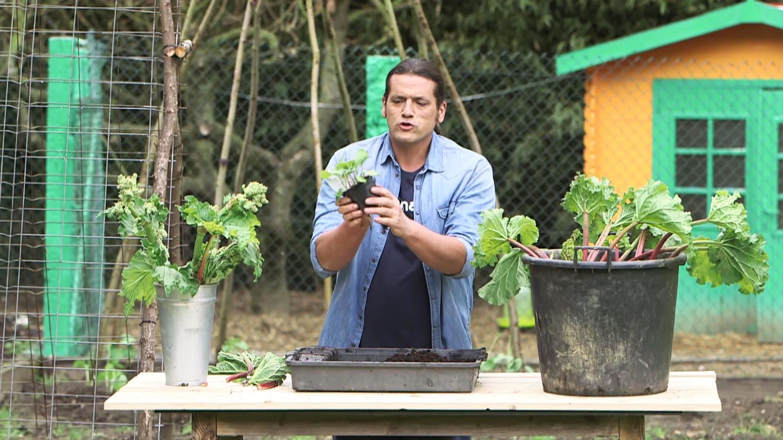 brico 992 jardineria multiplicacion ruibarbo planta semillero