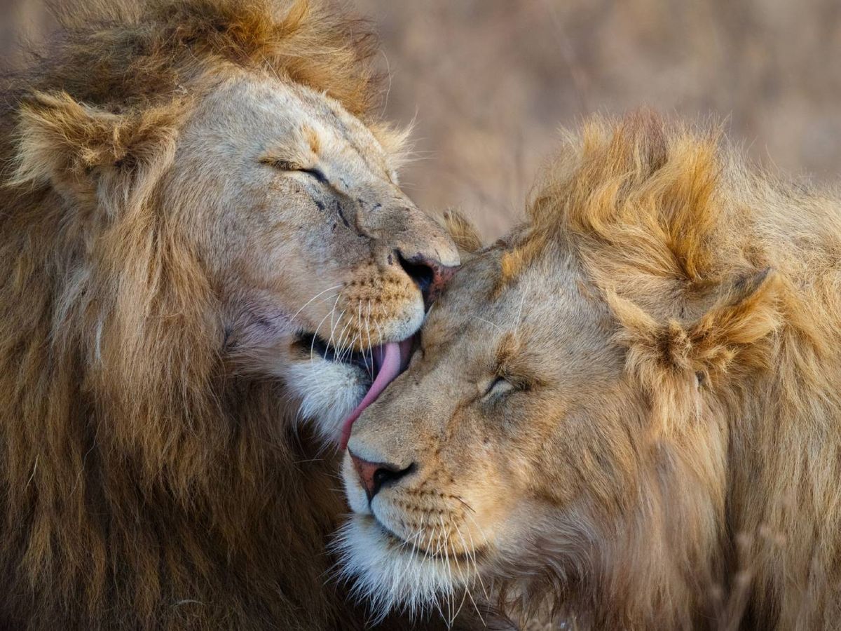 En la actualidad, el león africano (Panthera leo) es el mayor entre los leones vivos.