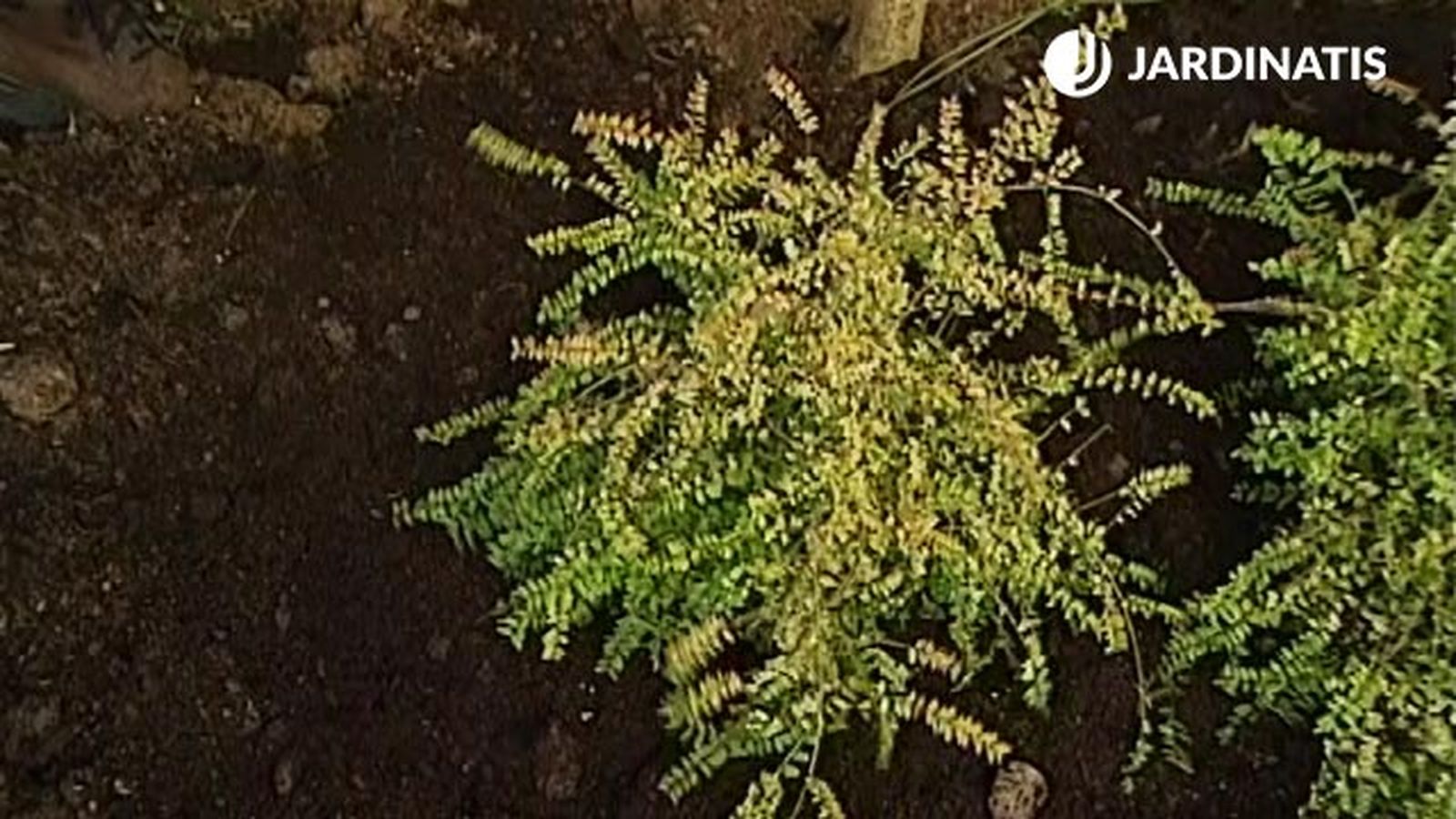 loniceras nítida Baggesens Gold en el jardin xl brico 357