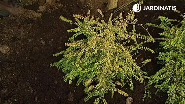 loniceras nítida Baggesens Gold en el jardin xl brico 357