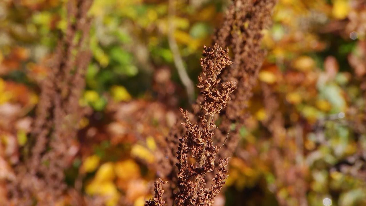 deco 602 variedad mas alta de astilbe