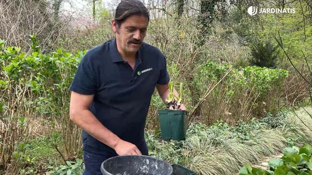 multiplicar bergenia crassifolia jardinatis 10 22