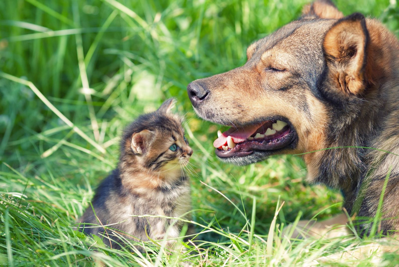 olores gustan odian perros gatos