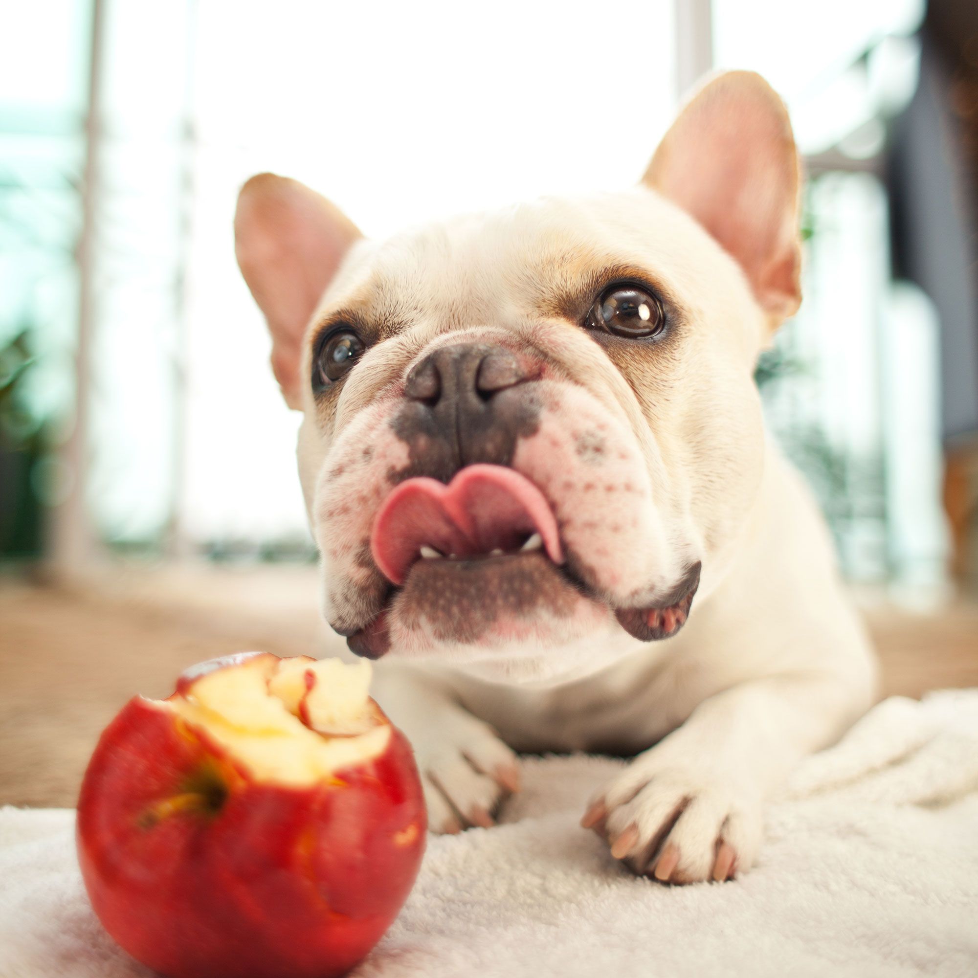 mascotas premios saludables