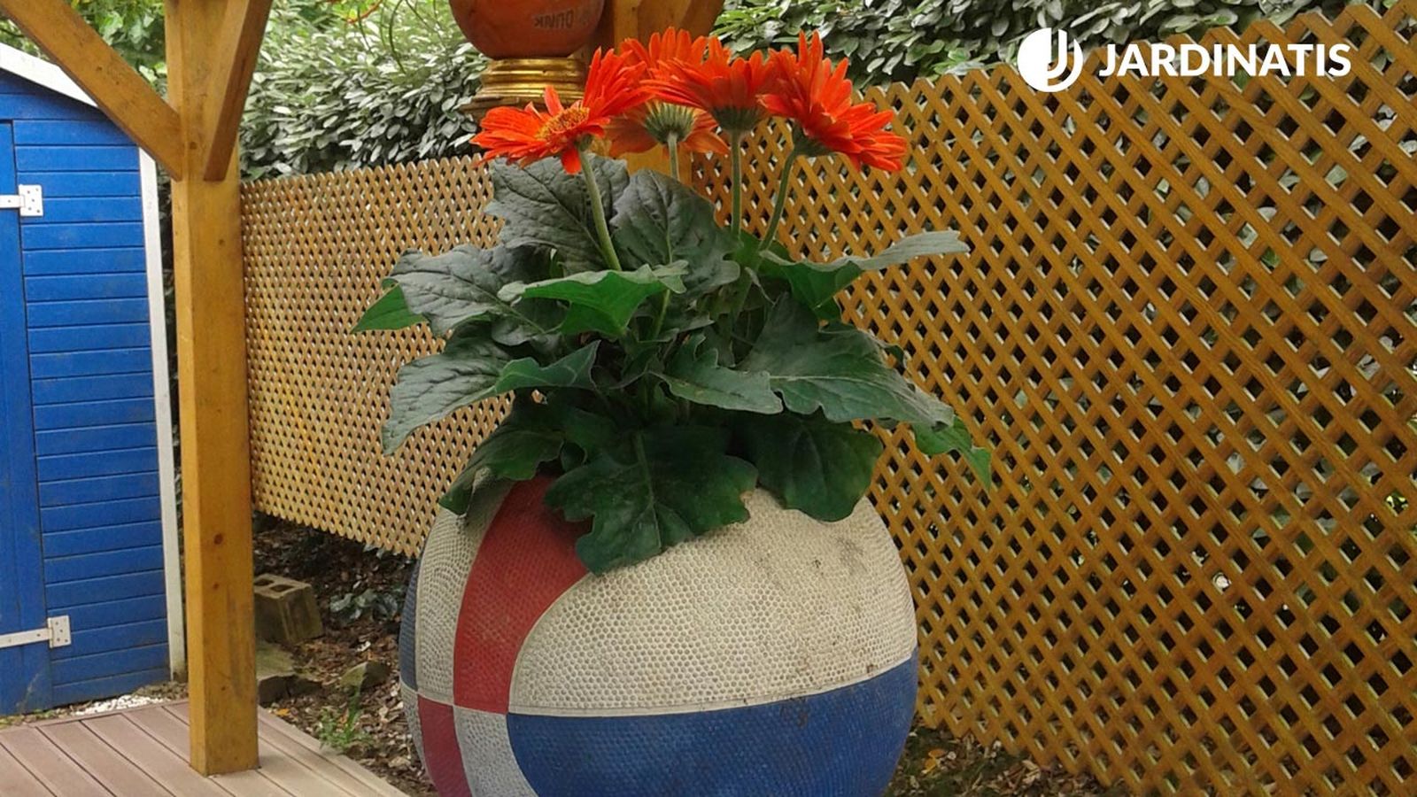 Balones de baloncesto como macetas