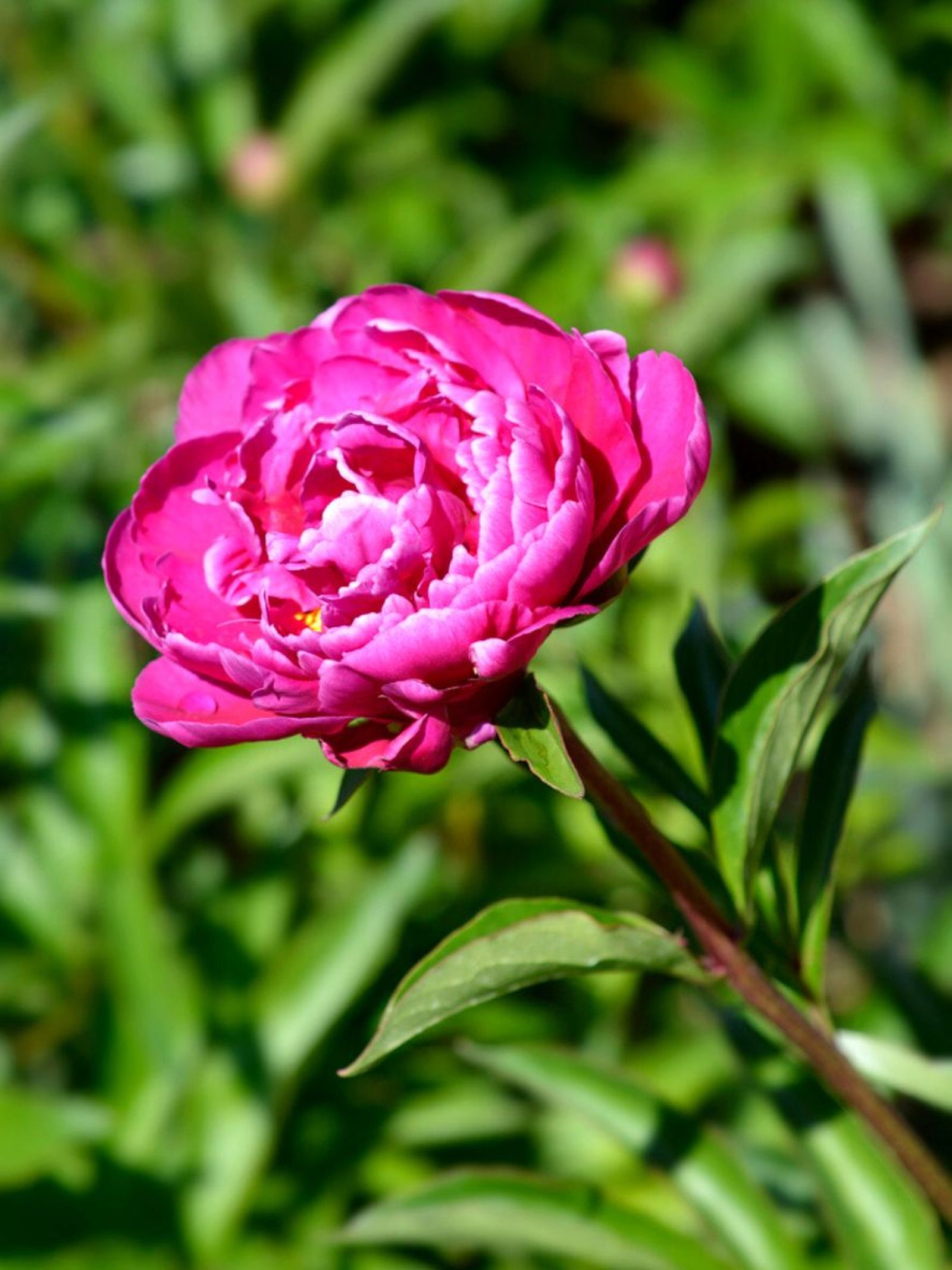 Paeonia lactiflora felix crousse