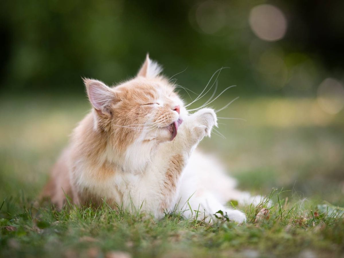 Apuesta siempre por métodos naturales, efectivos y respetuosos.