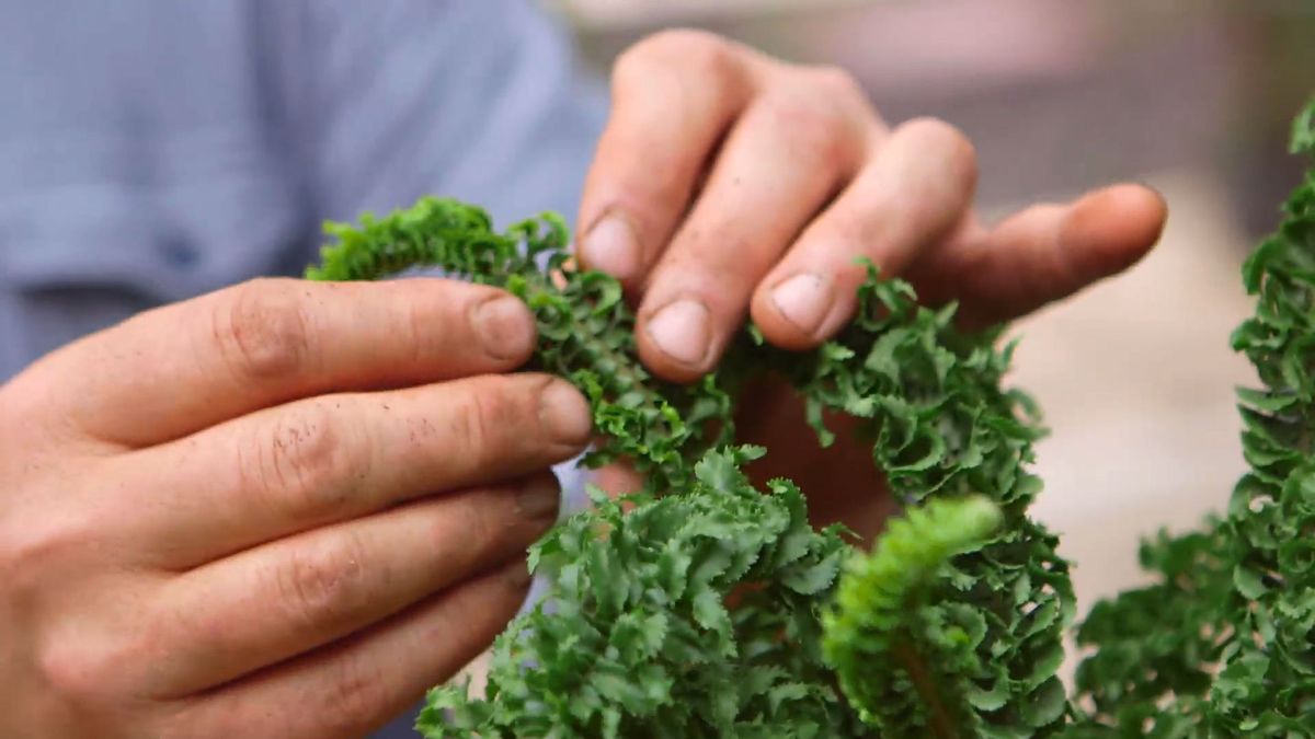 brico 930 3 variedades helechos nephrolepis hoja rizada