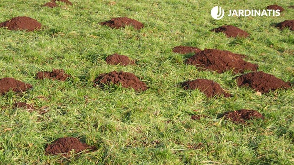 evitar topos jardin otono