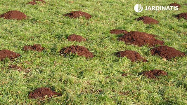 evitar topos jardin otono