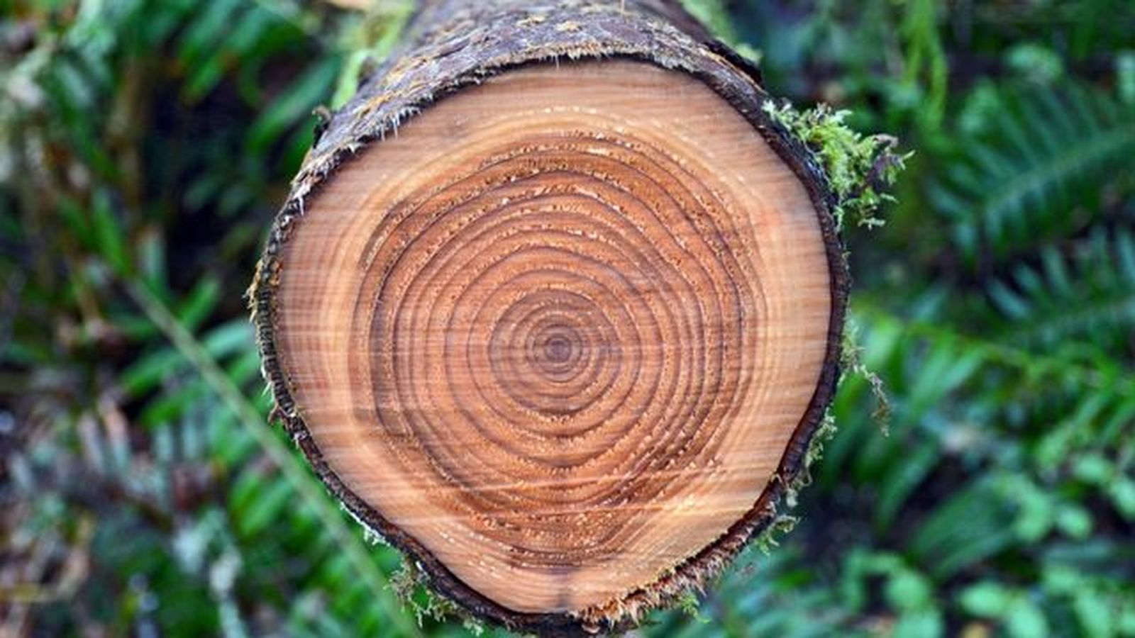 como saber la edad de un arbol anillos
