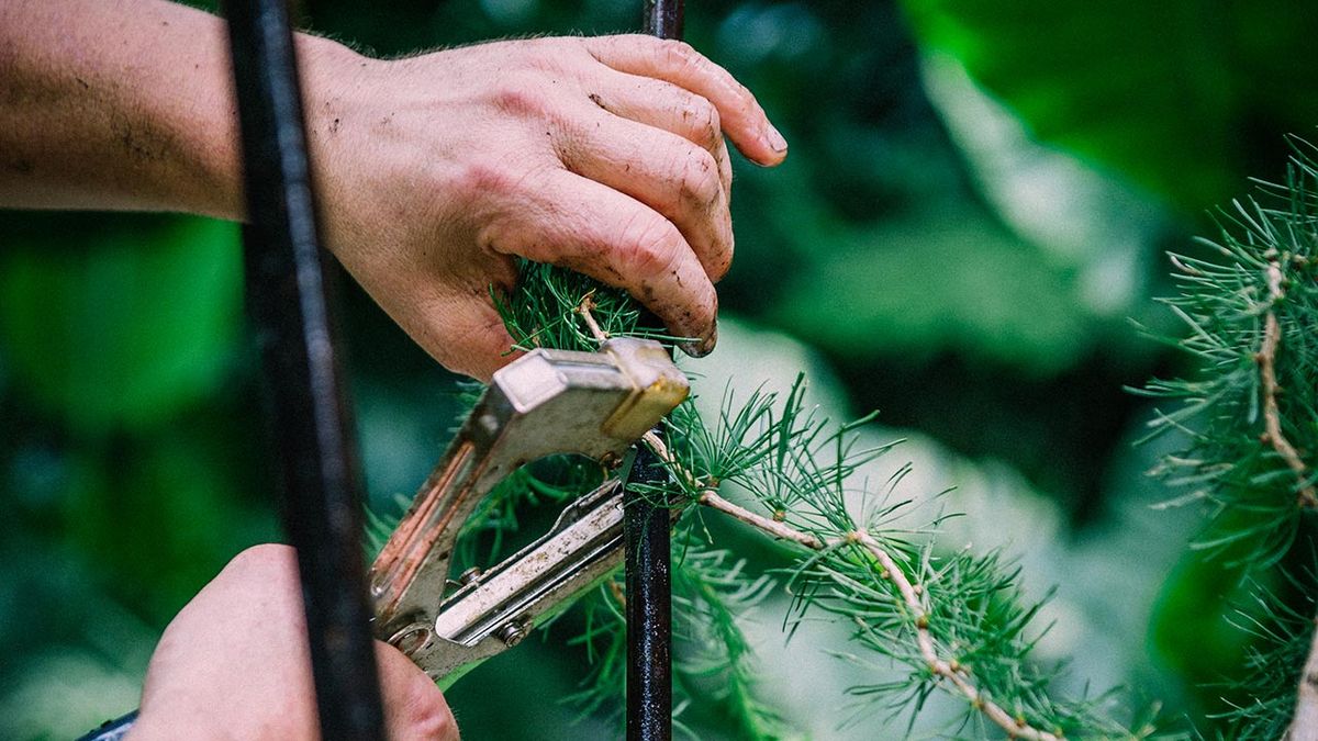 brico 1034 alerce larix decidua horstmann recurved atar ramas al tutor