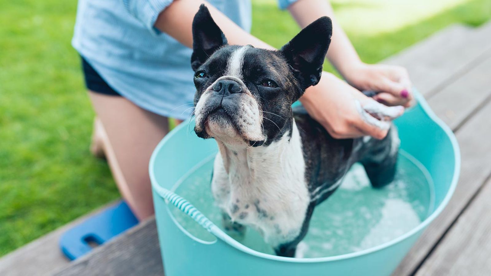 repelentes caseros contra pulgas garrapatas portada
