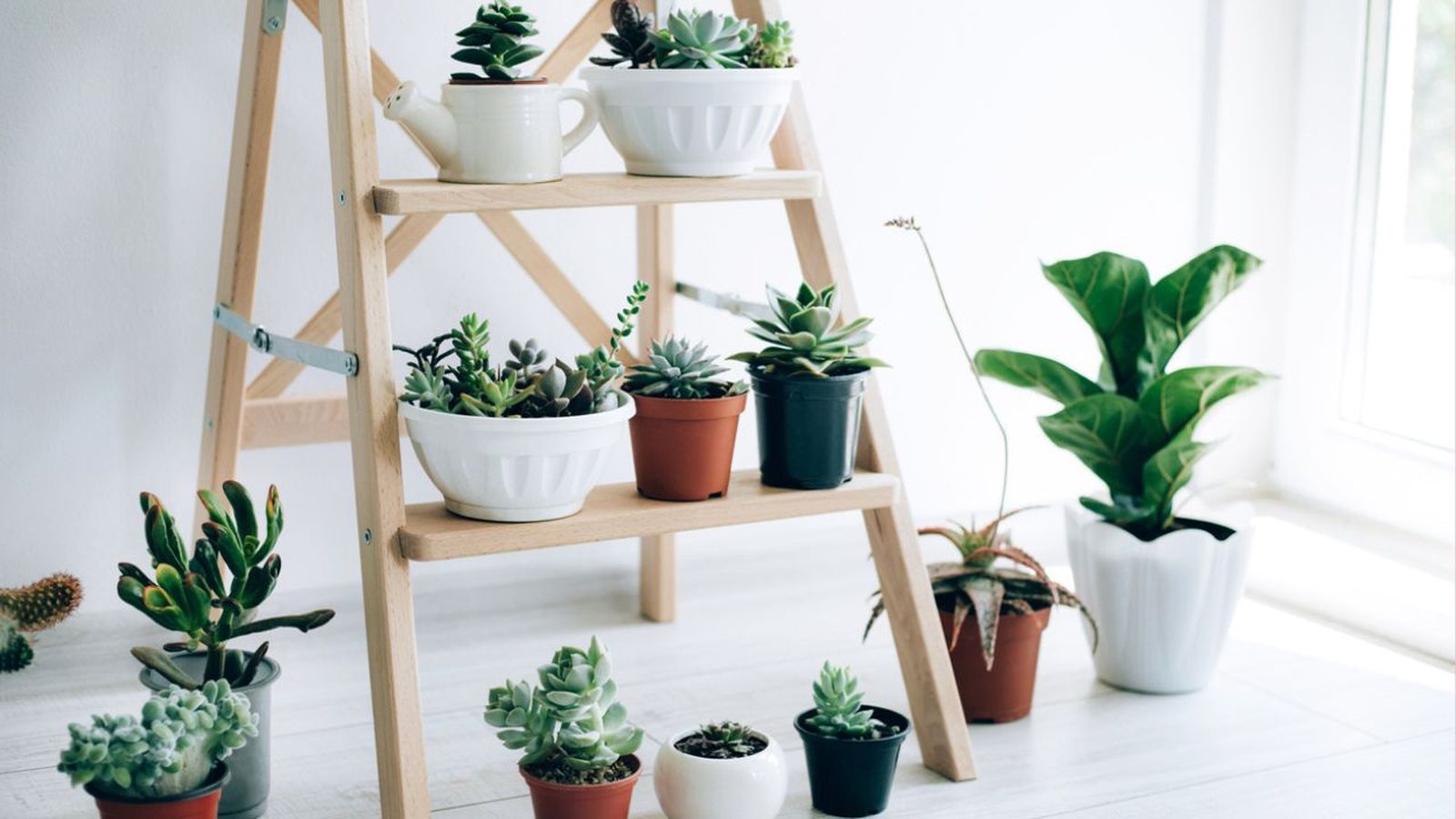 Los soportes para plantas son muy útiles para mantenerlas protegidas del frío y las heladas.