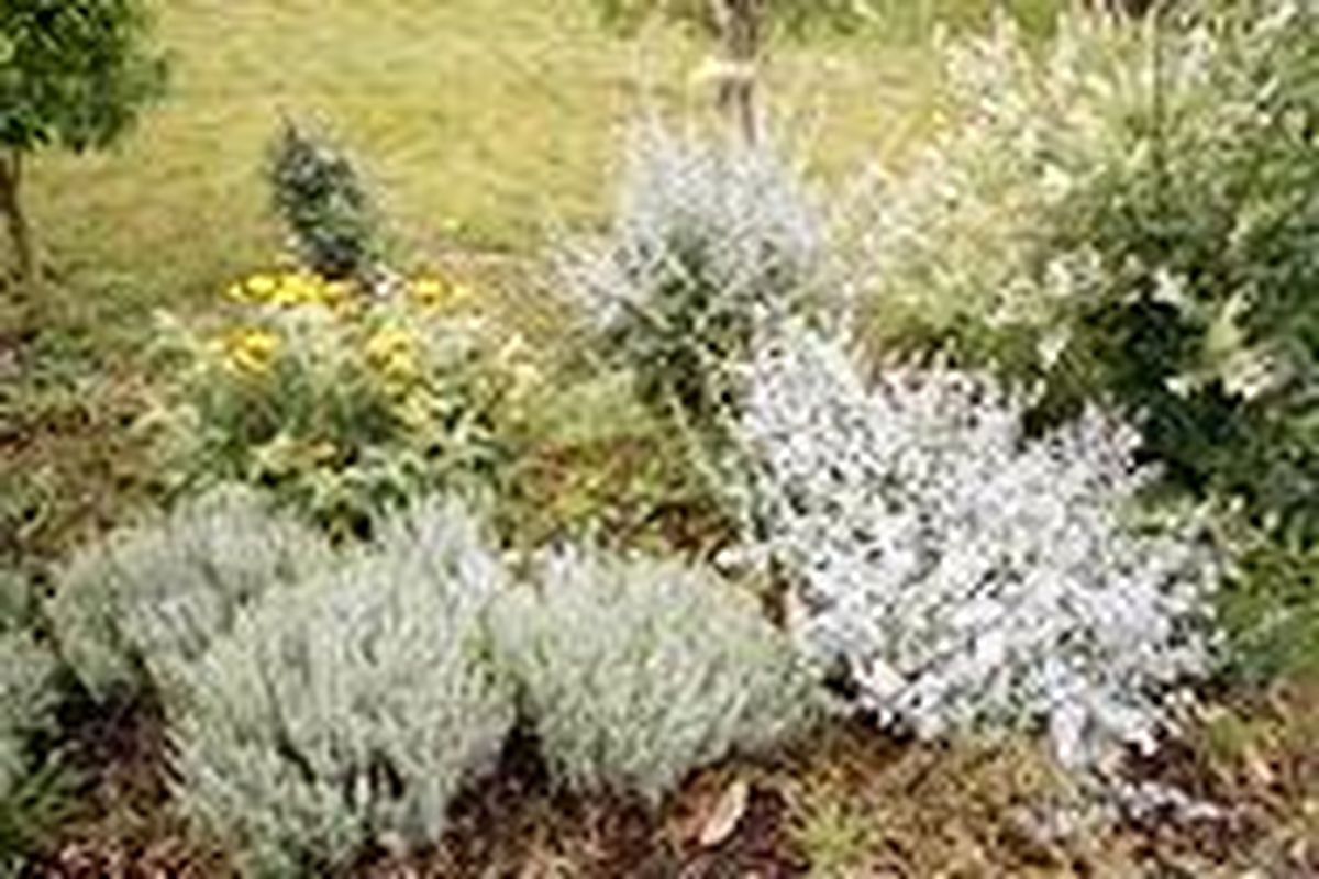 Mantenimiento básico del jardín: parterre de arbustos   foto1