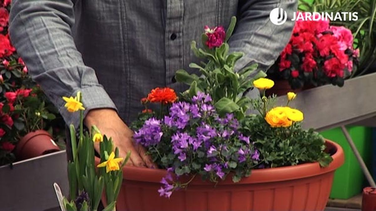 composicion floral para inicios primavera clavelina alelis margaritas bellis perennis ranúnculos campanulas narcisos jacintos de