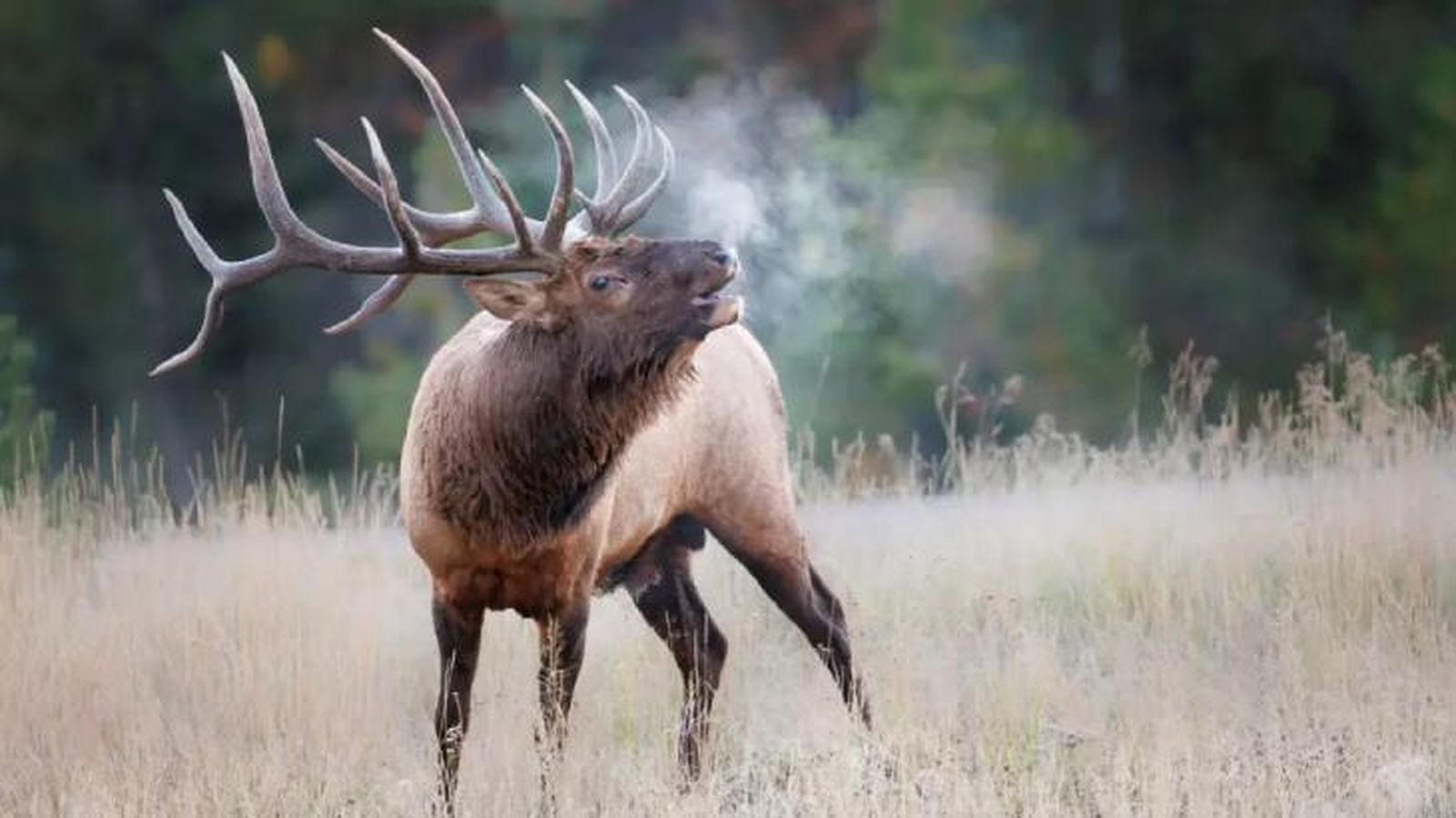 animales que empiezan por w wapiti