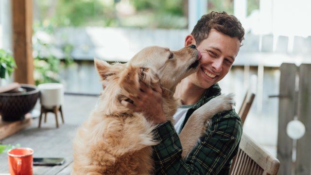 por que lamen los perros 8