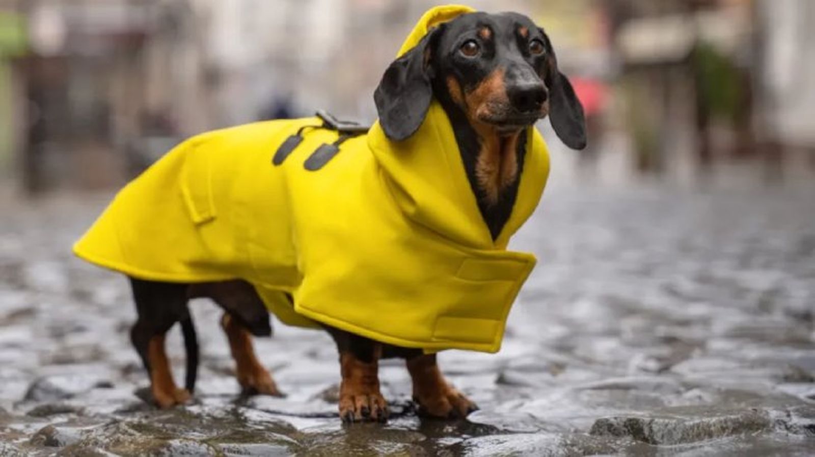 chubasqueros para perros 2