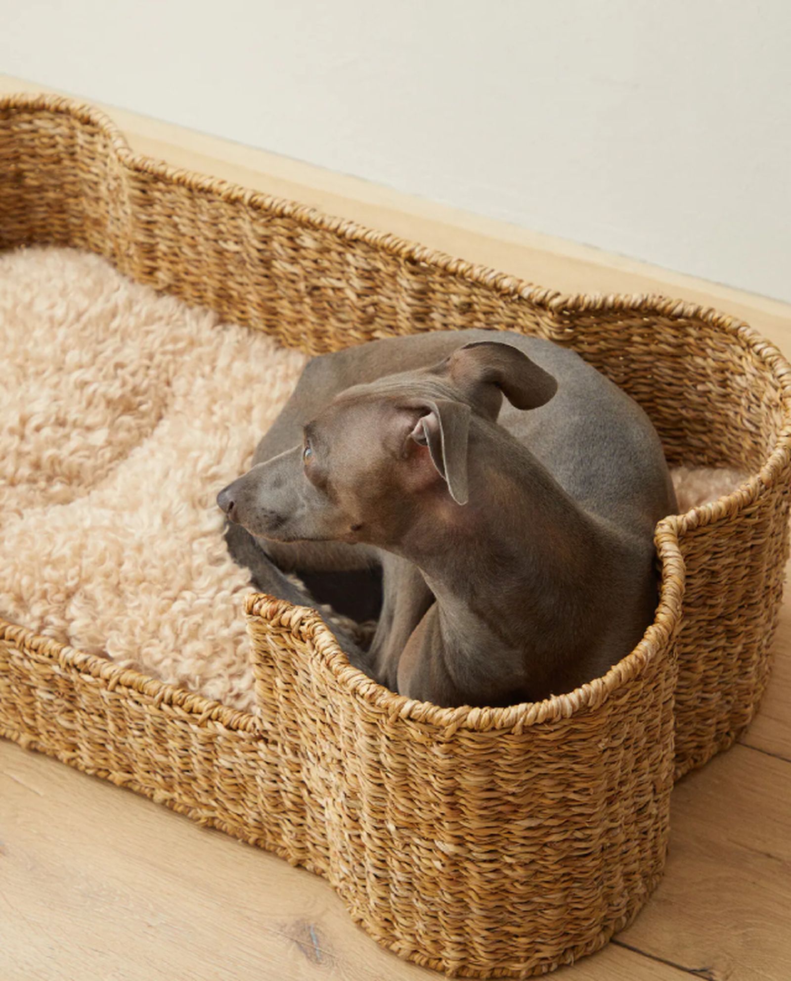 cama mascota hueso