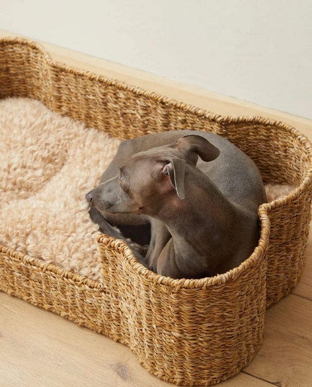 cama mascota hueso