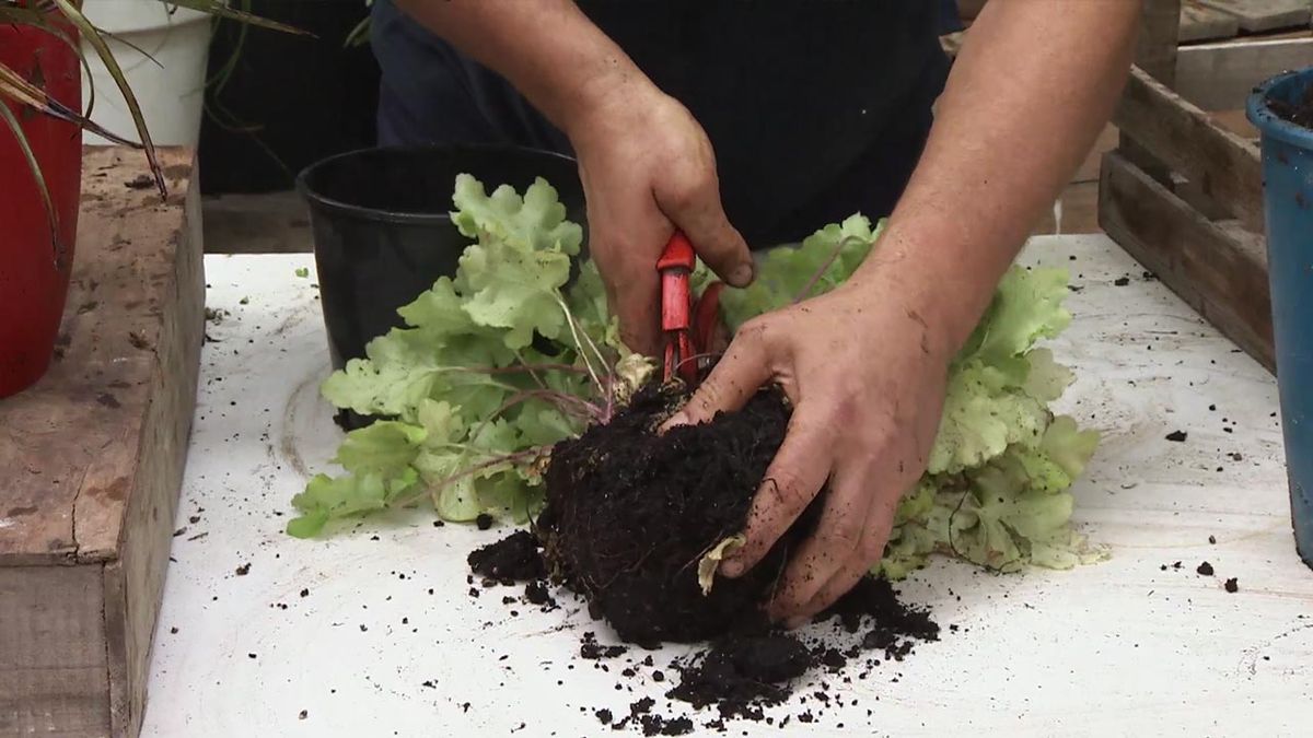 brico 1033 jardineria como multiplicar las heucheras paso 1