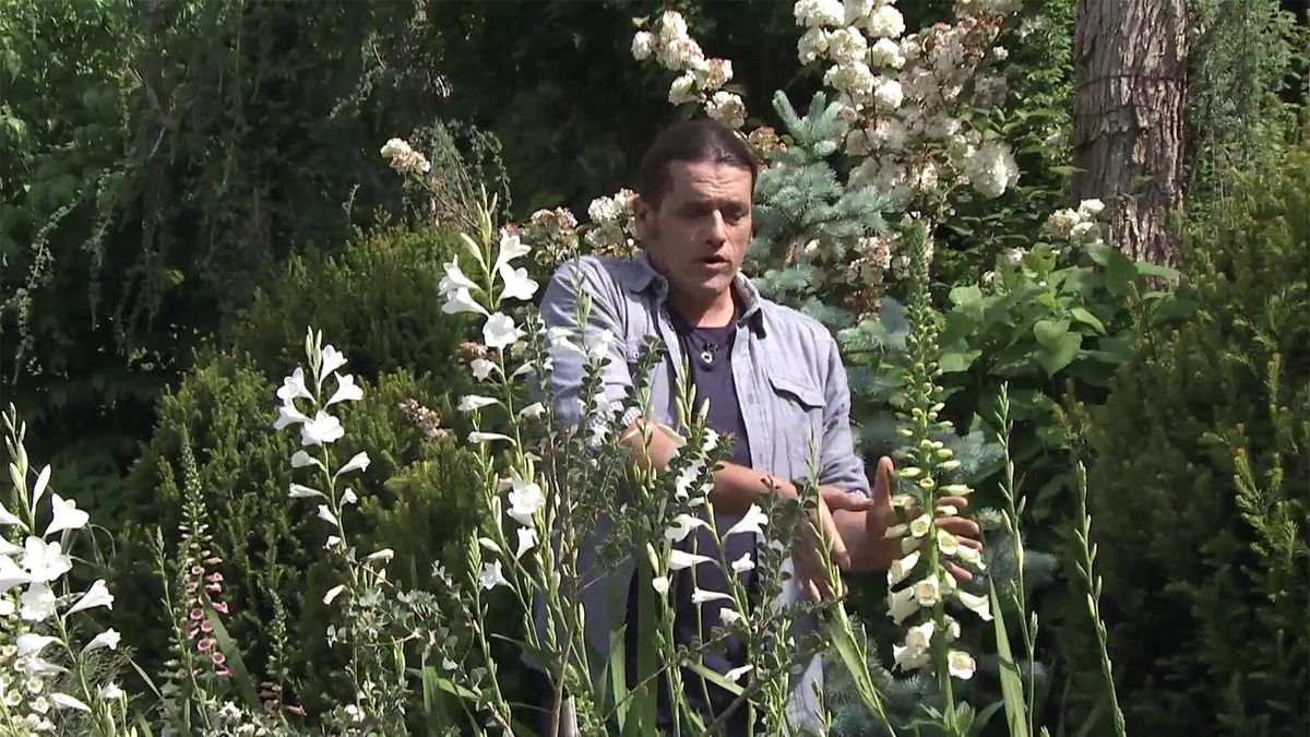 deco 738 jardineria watsonia dedalera