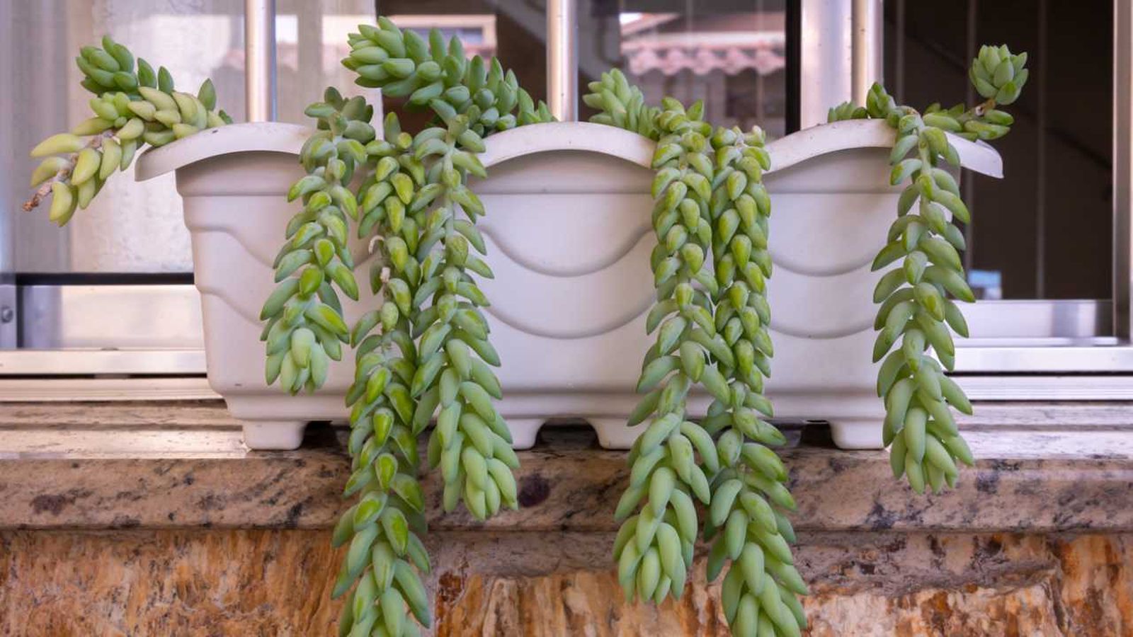 suculentas colgantes xl