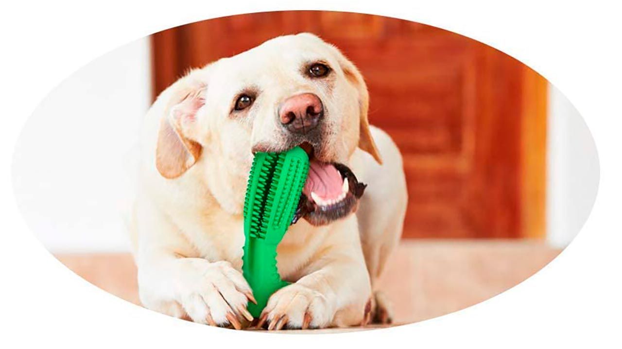 articulos mascotas felices 4 juguete higiene dental