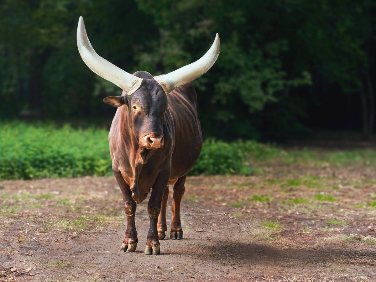El animal con los cuernos más grandes del mundoes el Ankole-Watusi.
