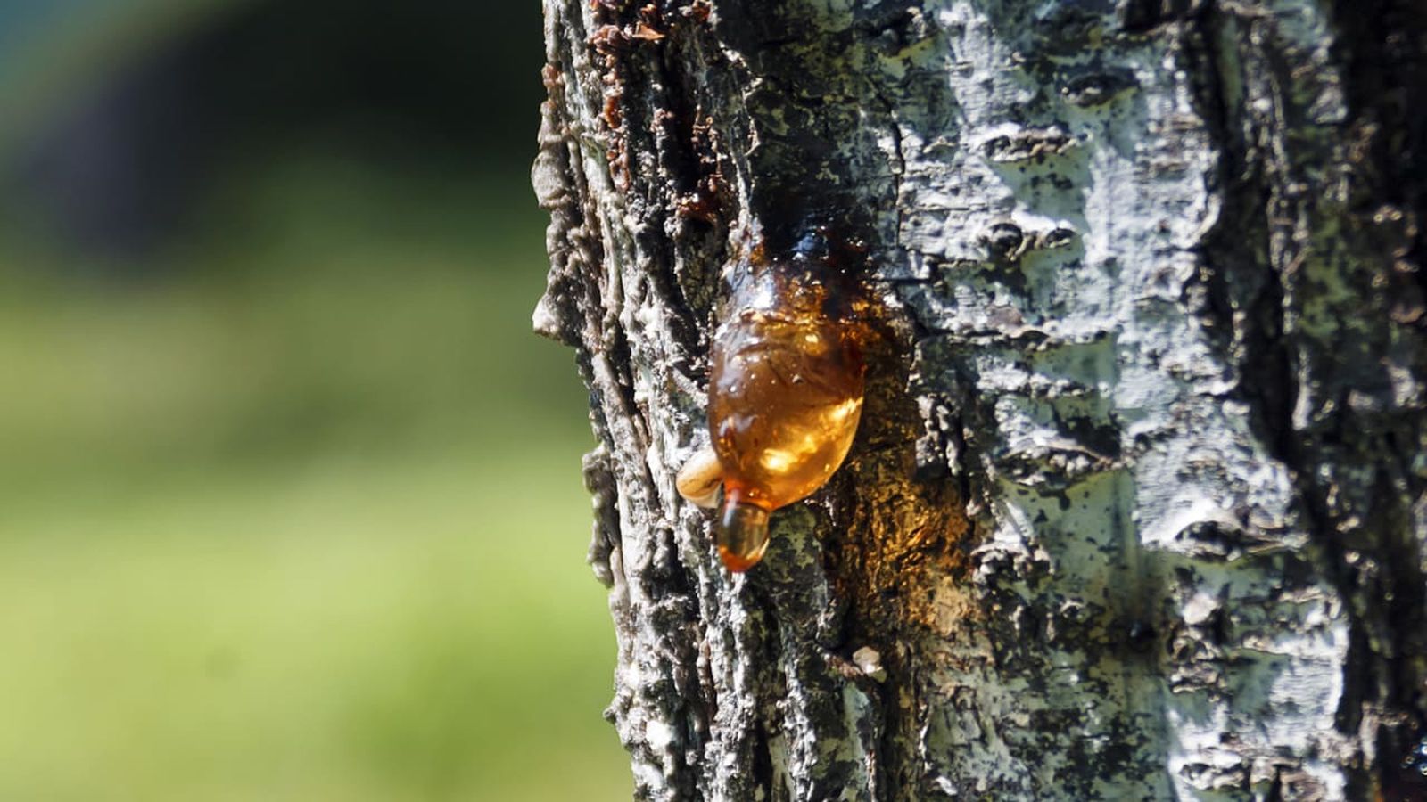 como quitar resina de la ropa xl
