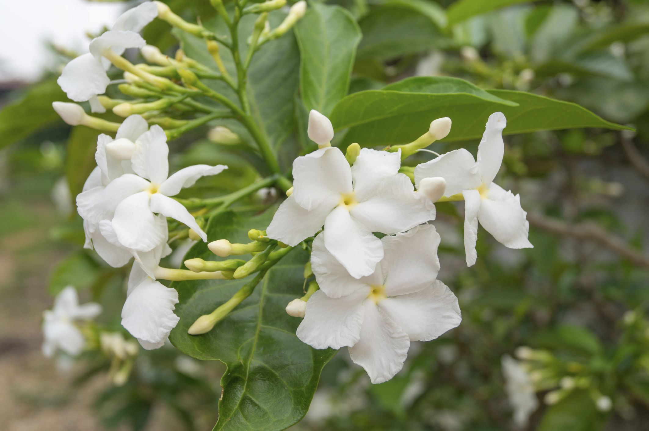 ROJA0024HU10_Jazmin Jasminum grandiflorum