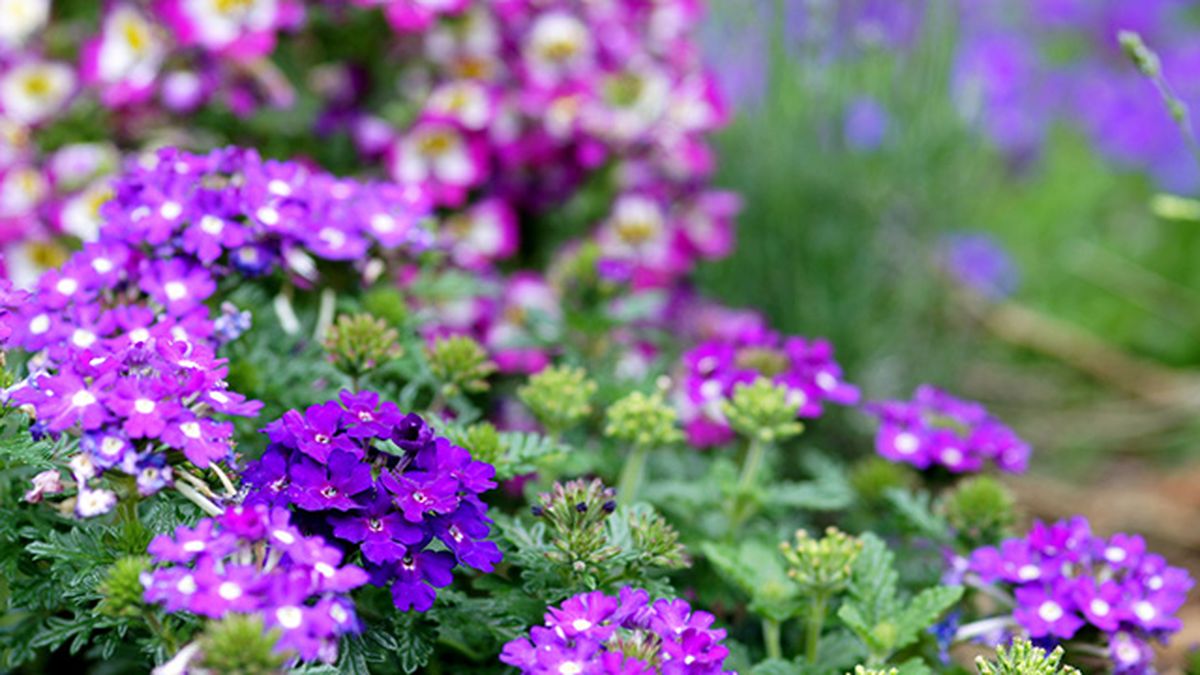 plagas muy comunes del jardin