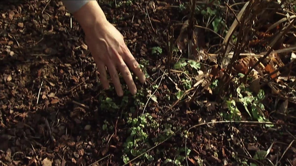 brico 631 jardin reproducir bergamota