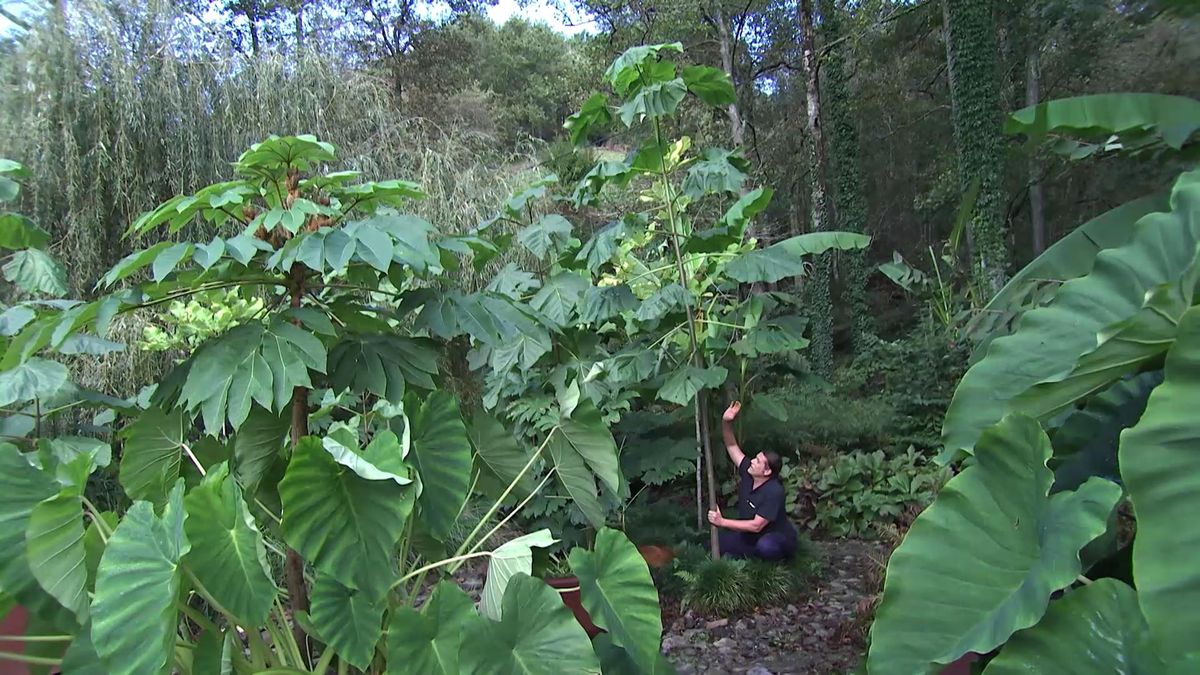 deco 750 jardin Paulownia tomentosa arbol xl