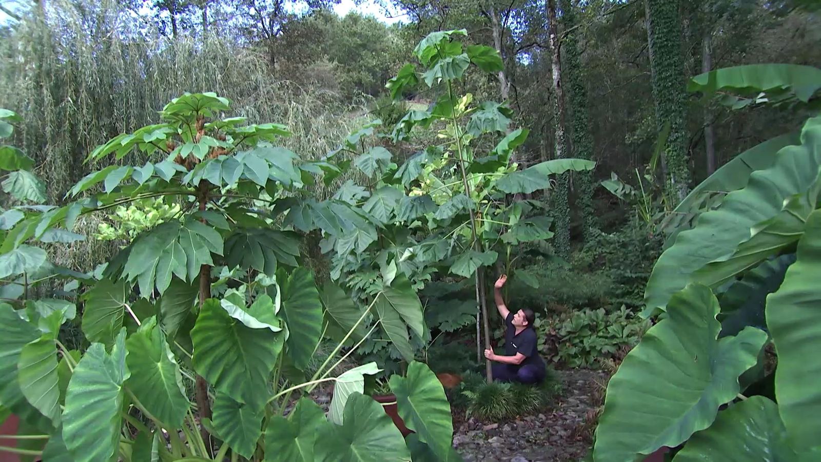 deco 750 jardin Paulownia tomentosa arbol xl