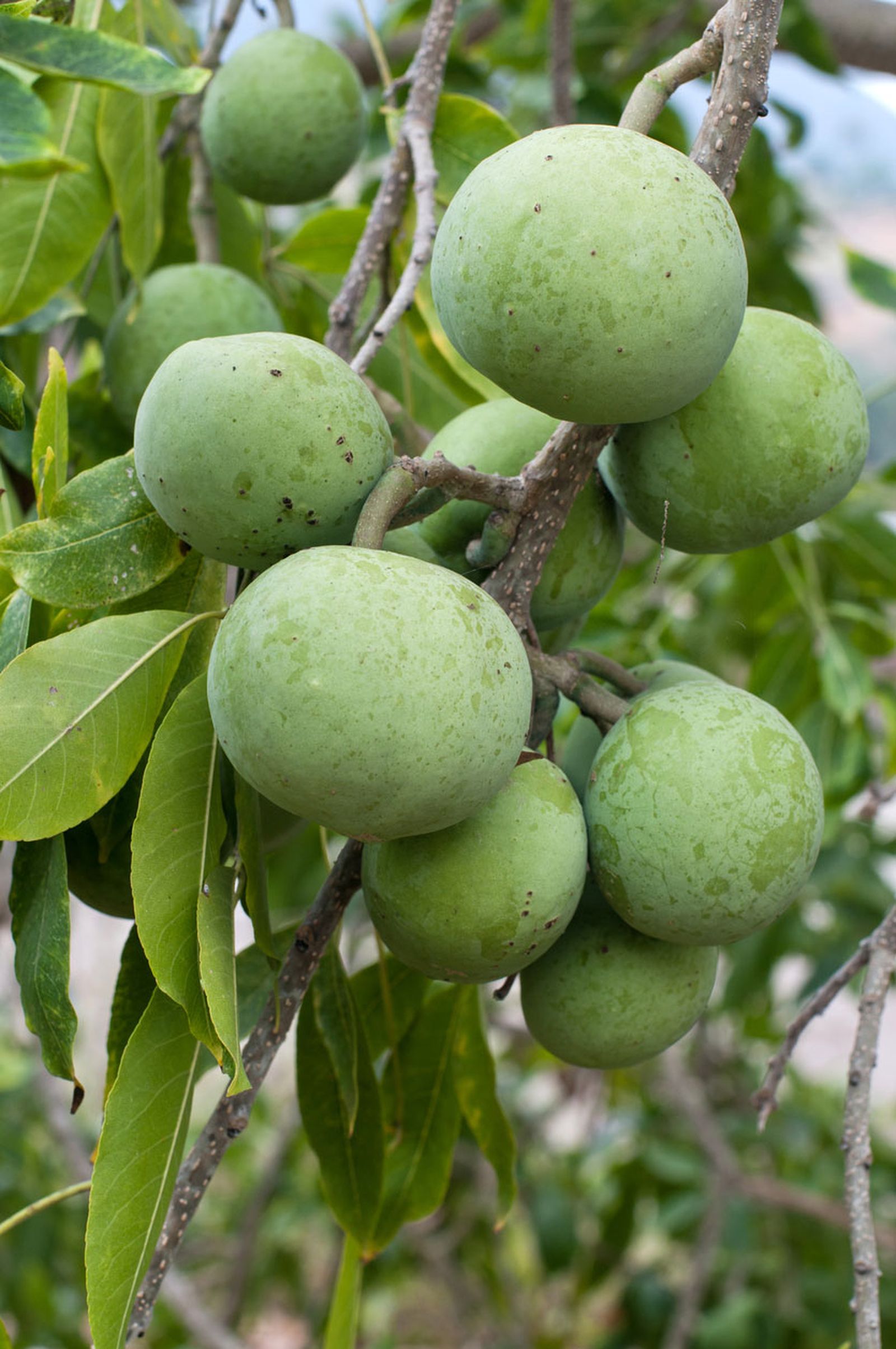 zapote blanco