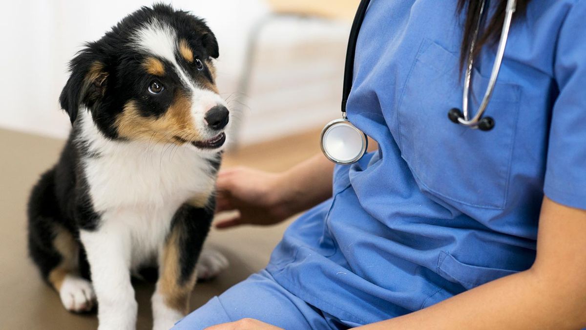 como llevar perro veterinario 3