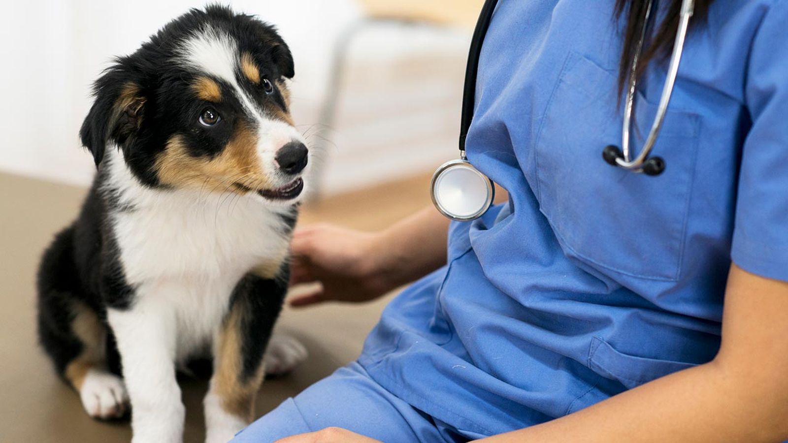 como llevar perro veterinario 3